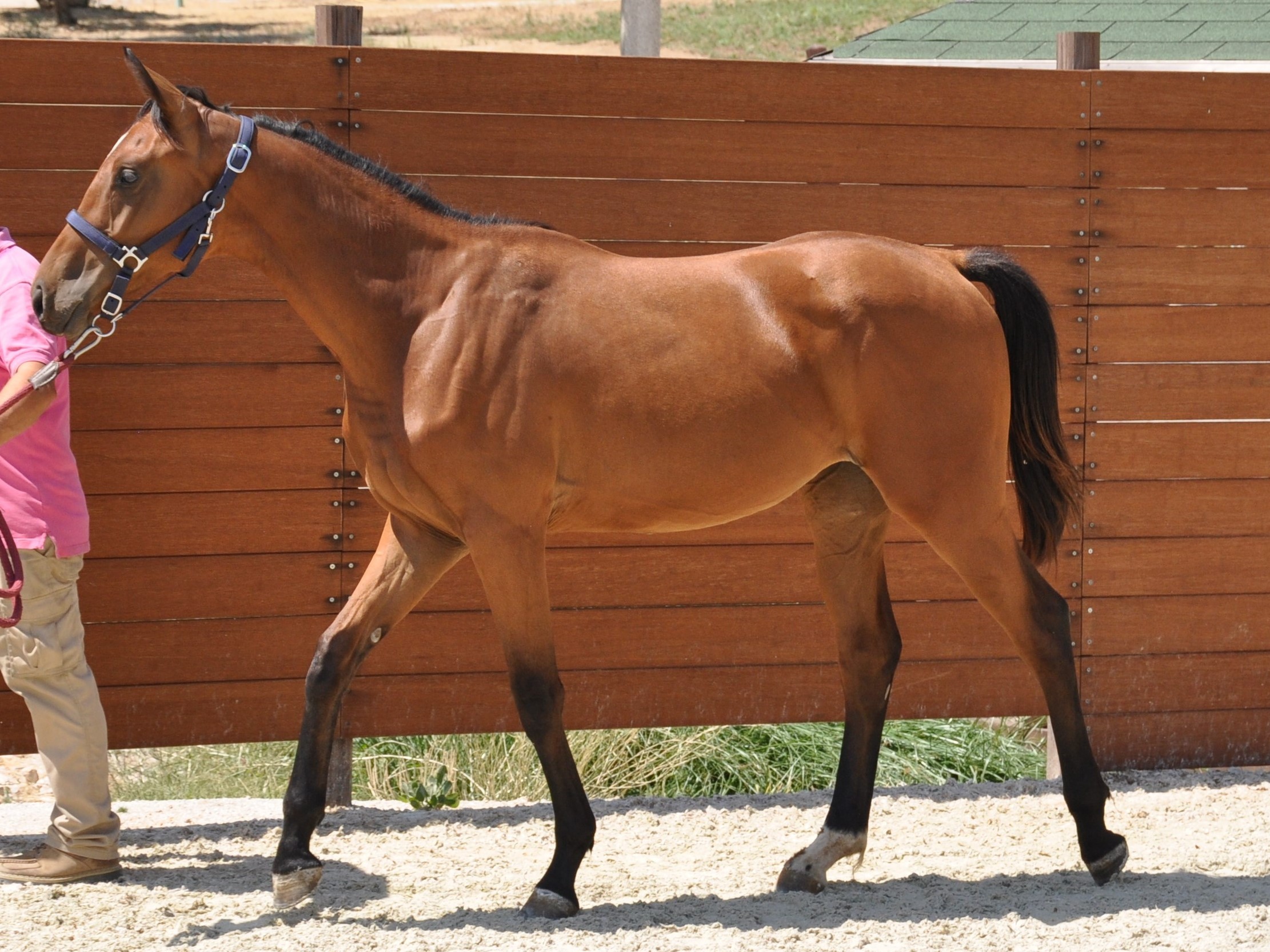 horse